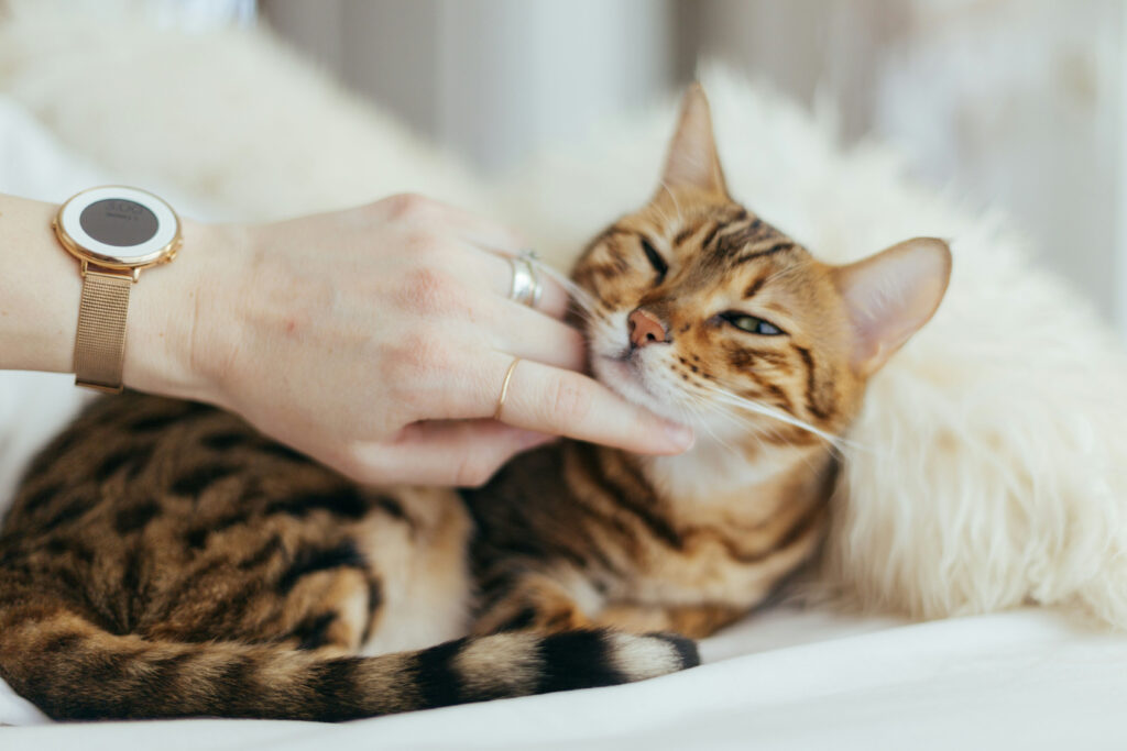 Bengaalse kat wordt rustig onder de kin geaaid en geniet van een ontspannen moment thuis.