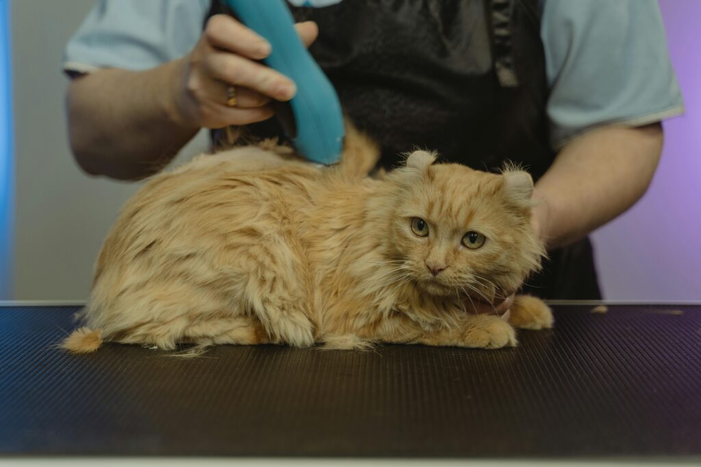 Oranje langharige kat krijgt een professionele trimbeurt bij de kattentrimster.