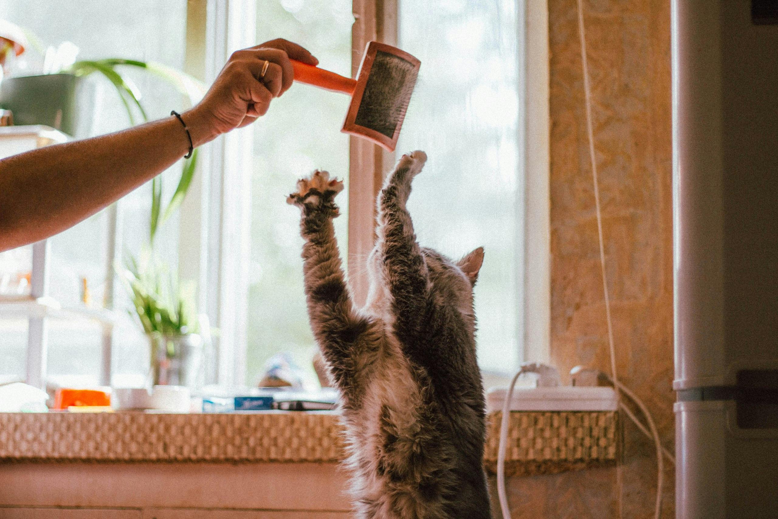 Kat reikt speels naar een kattenborstel tijdens de vachtverzorging thuis.