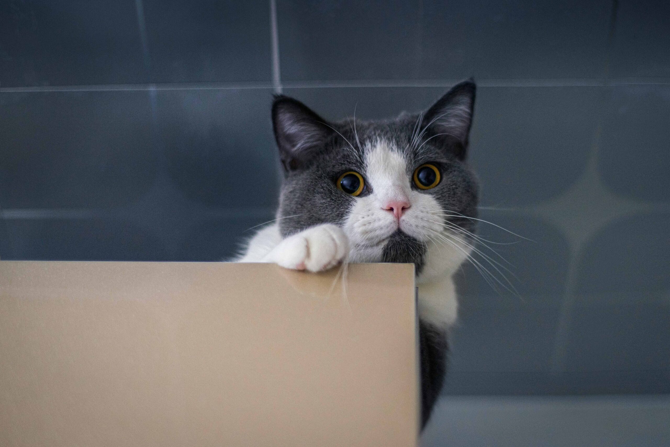 Grijs-witte kat kijkt nieuwsgierig over de rand van een kartonnen doos.