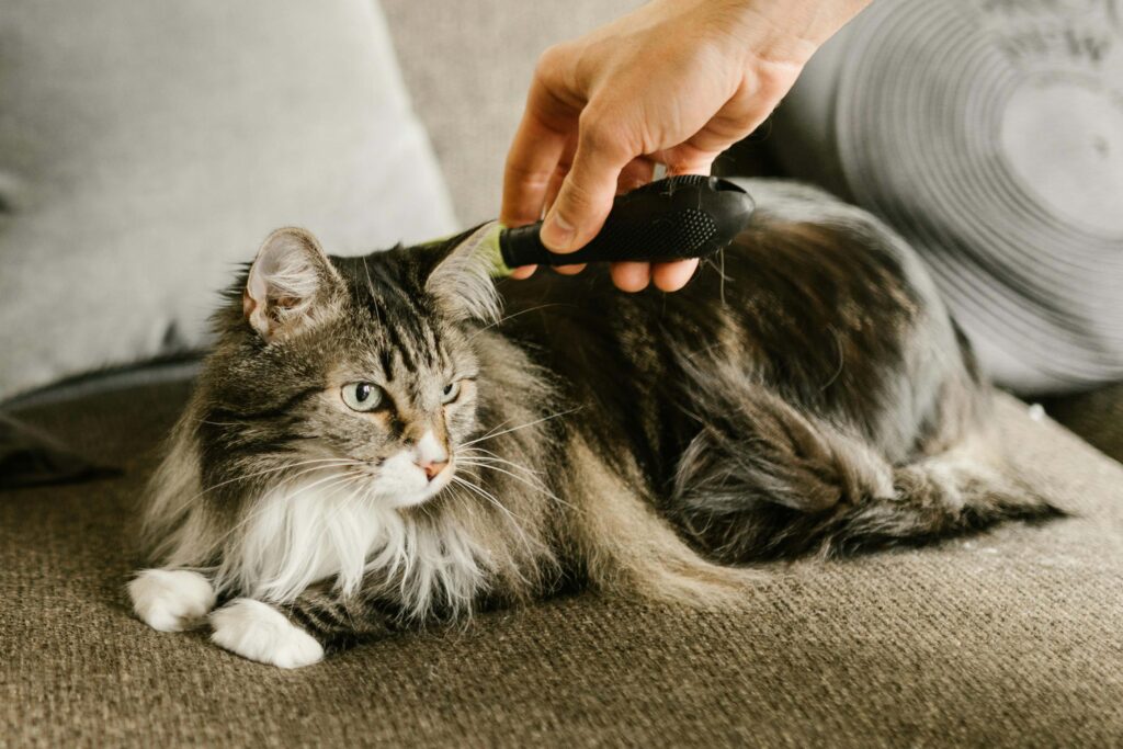 Langharige kat wordt thuis voorzichtig geborsteld voor een gezonde en klitvrije vacht.