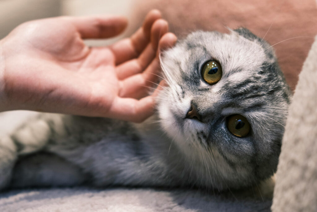 Grijze kat wordt rustig geaaid en geniet van een zachte, katvriendelijke benadering.