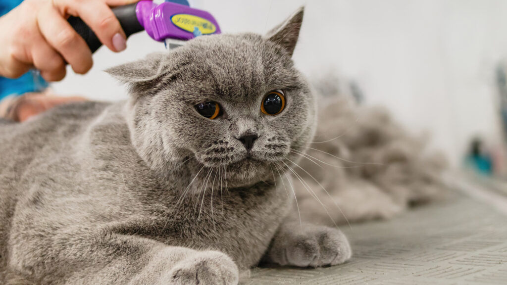 Grijze kat wordt voorzichtig getrimd tijdens een katvriendelijke vachtverzorging.