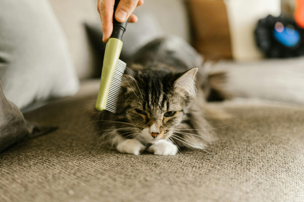 Kat wordt rustig gekamd tijdens een katvriendelijke vachtverzorging aan huis.