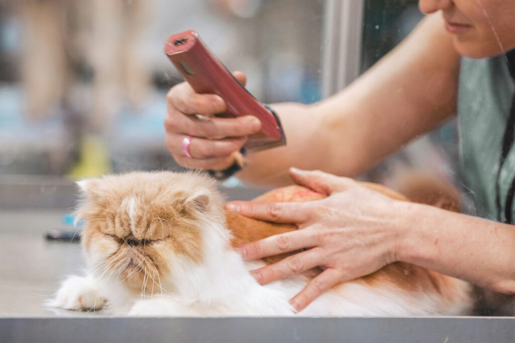 Kattentrimster scheert voorzichtig de vacht van een langharige kat tijdens een professionele trimbeurt.
