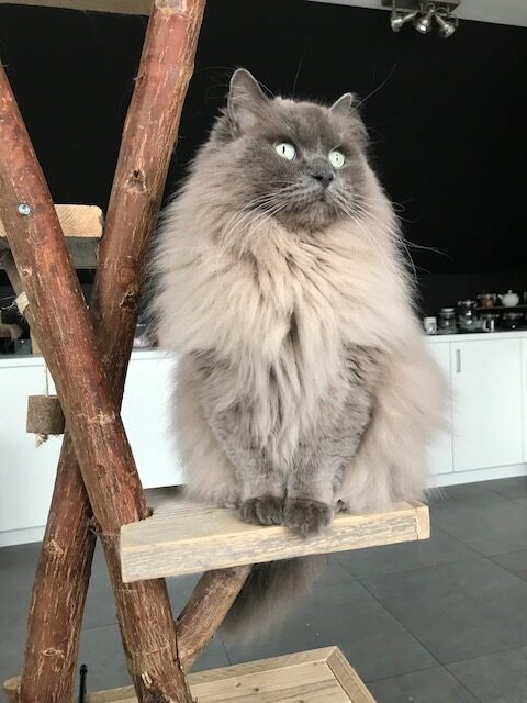 Langharige kat zit op een houten krabmeubel in huis.
