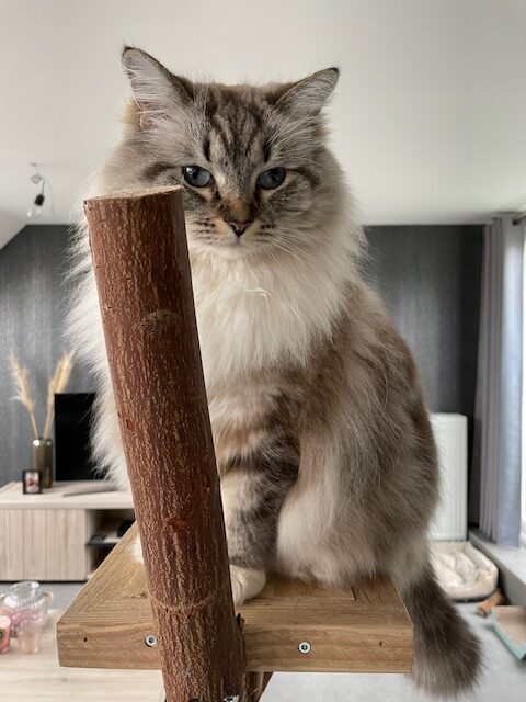 Langharige kat zit op een houten krabmeubel in huis.