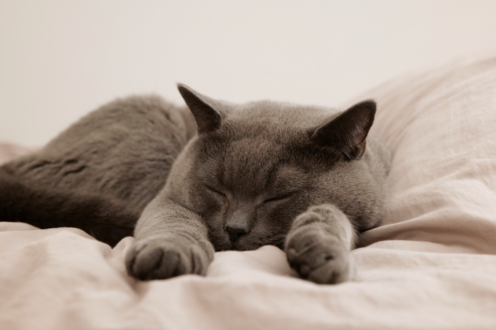 Grijze kat slaapt ontspannen op een zacht bed.