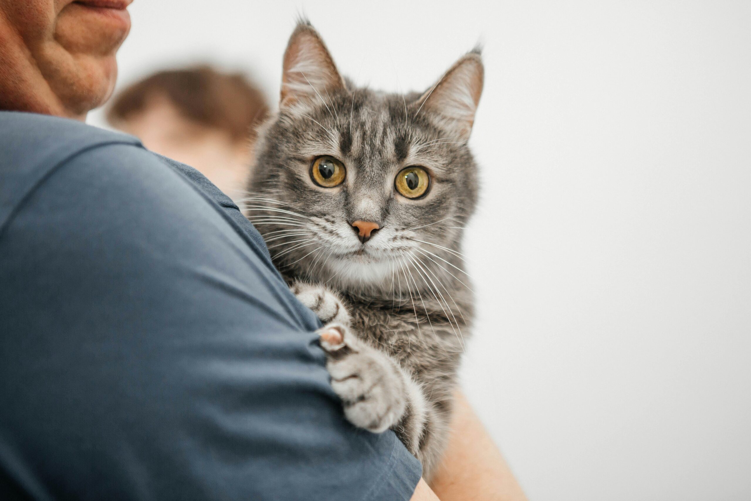 Grijze kat wordt rustig vastgehouden tijdens een bezoek aan de kattentrimster.