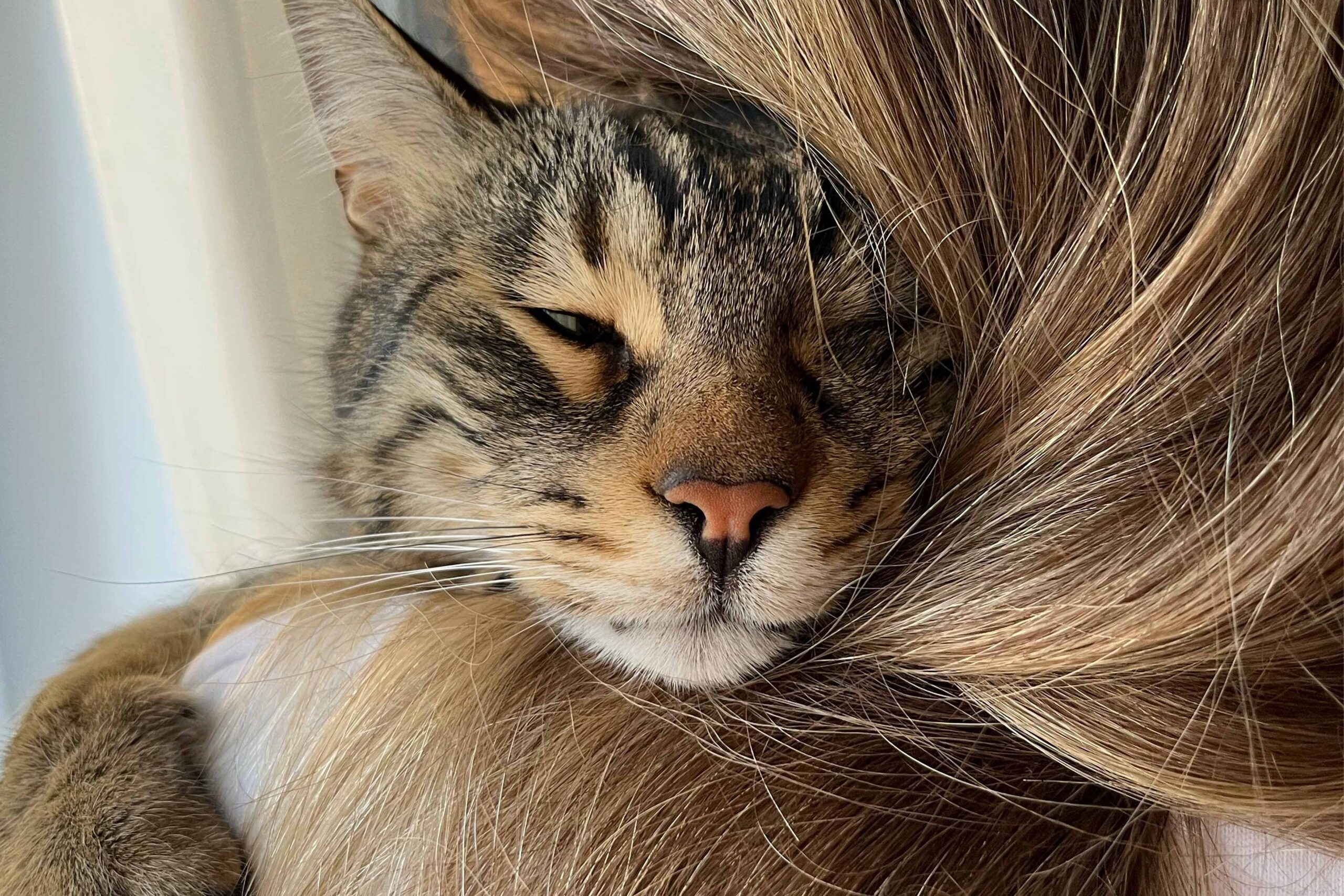 Getijgerde kat ligt ontspannen in de armen van haar baasje en geniet van een rustig knuffelmoment.