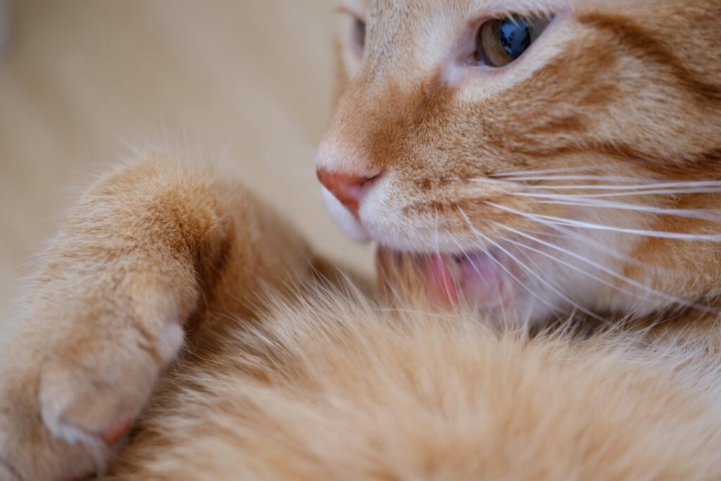 Oranje kat wast en verzorgt haar vacht door zichzelf te likken.