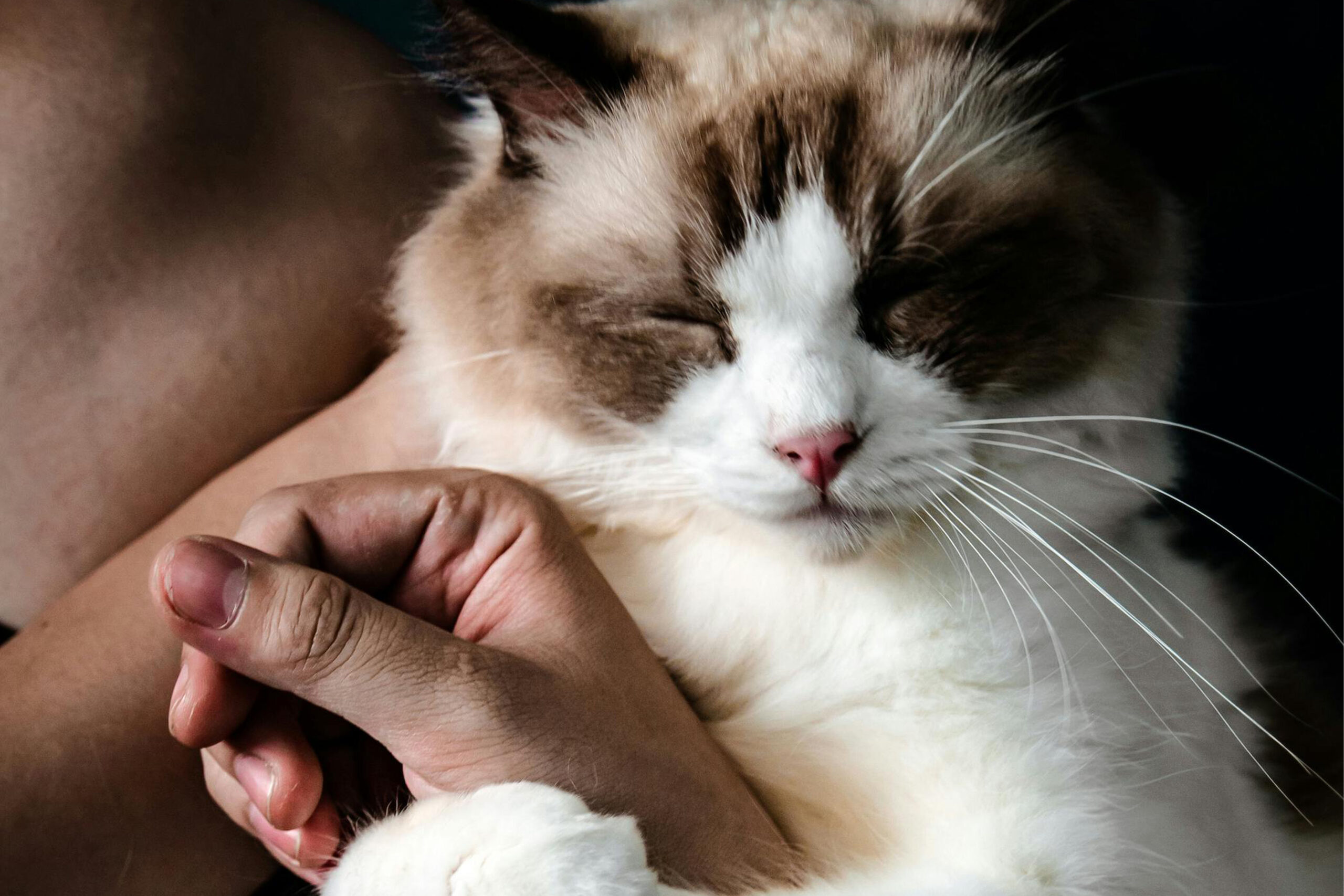 Langharige kat ligt ontspannen in de armen van haar baasje en geniet van een rustig knuffelmoment.